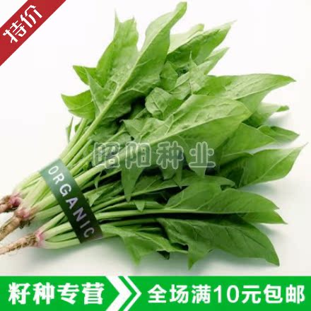 小叶菠菜 大叶菠菜种子阳台种菜盆栽蔬菜种子 原生态菠菜种子补血