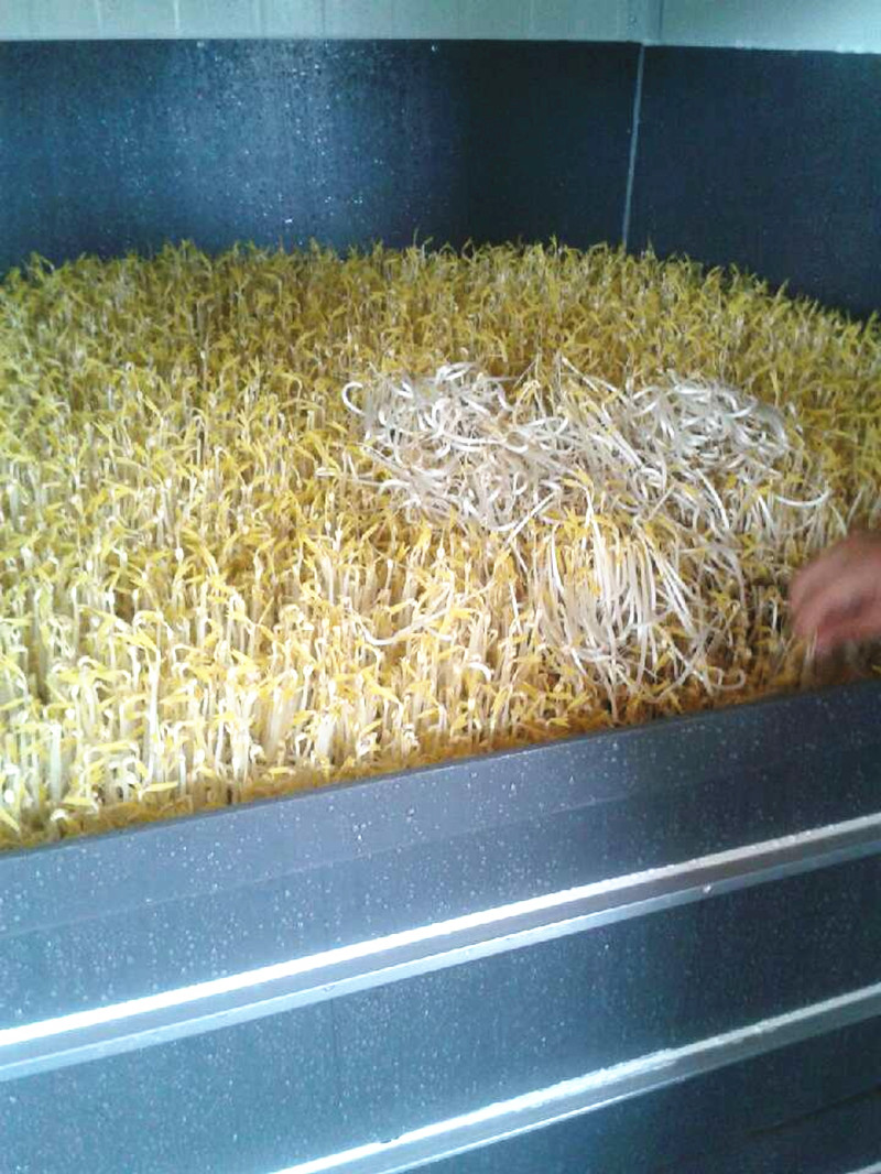 商用豆芽机日产100-2000斤筐式豆芽菜机黄豆芽机绿豆芽机花生芽机