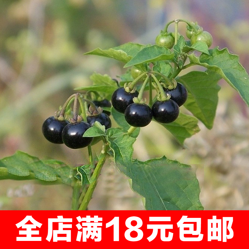 抗病高产农家野生龙葵种子籽小燕悠黑悠悠特色水果四季蔬菜包邮
