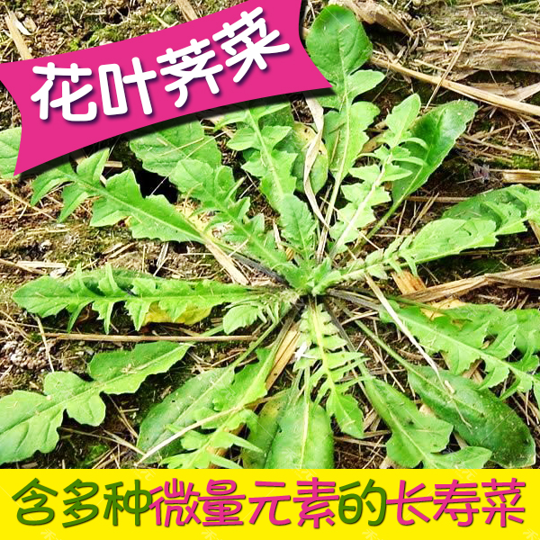 查看淘宝东北产野生荠荠菜种子 野菜贵族 清香鲜嫩 野菜 保健蔬菜四季