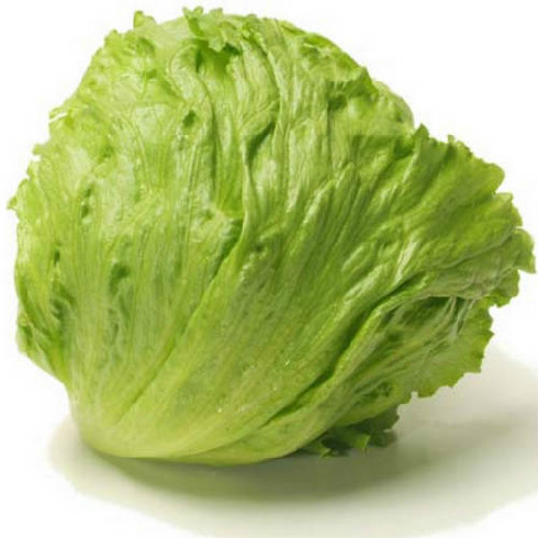 绿箭生菜种子 结球生菜种子绿剑生菜 包心生菜沙拉 叶球圆形 四季图片