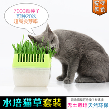 喵仙儿无土栽培猫零食猫草种子水培猫草催吐去毛球绿色套装