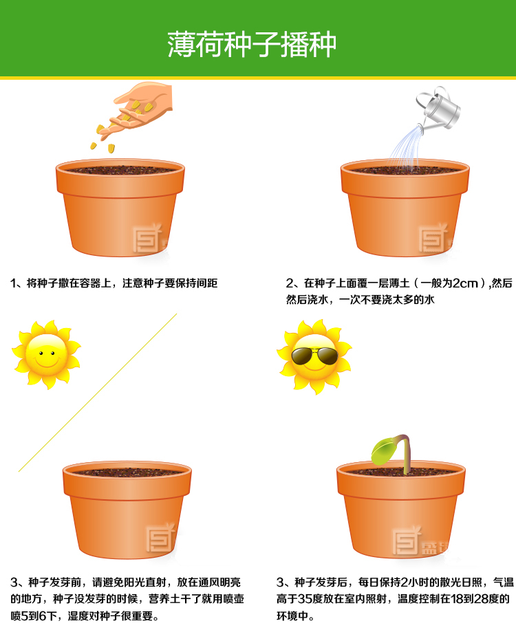 驱蚊草食用柠檬薄荷阳台盆栽四季种植花草套餐