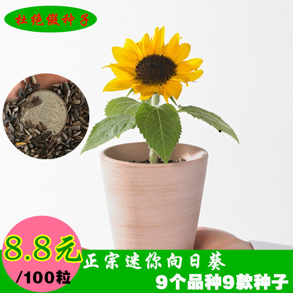 可食用迷你观赏向日葵盆栽绿植
