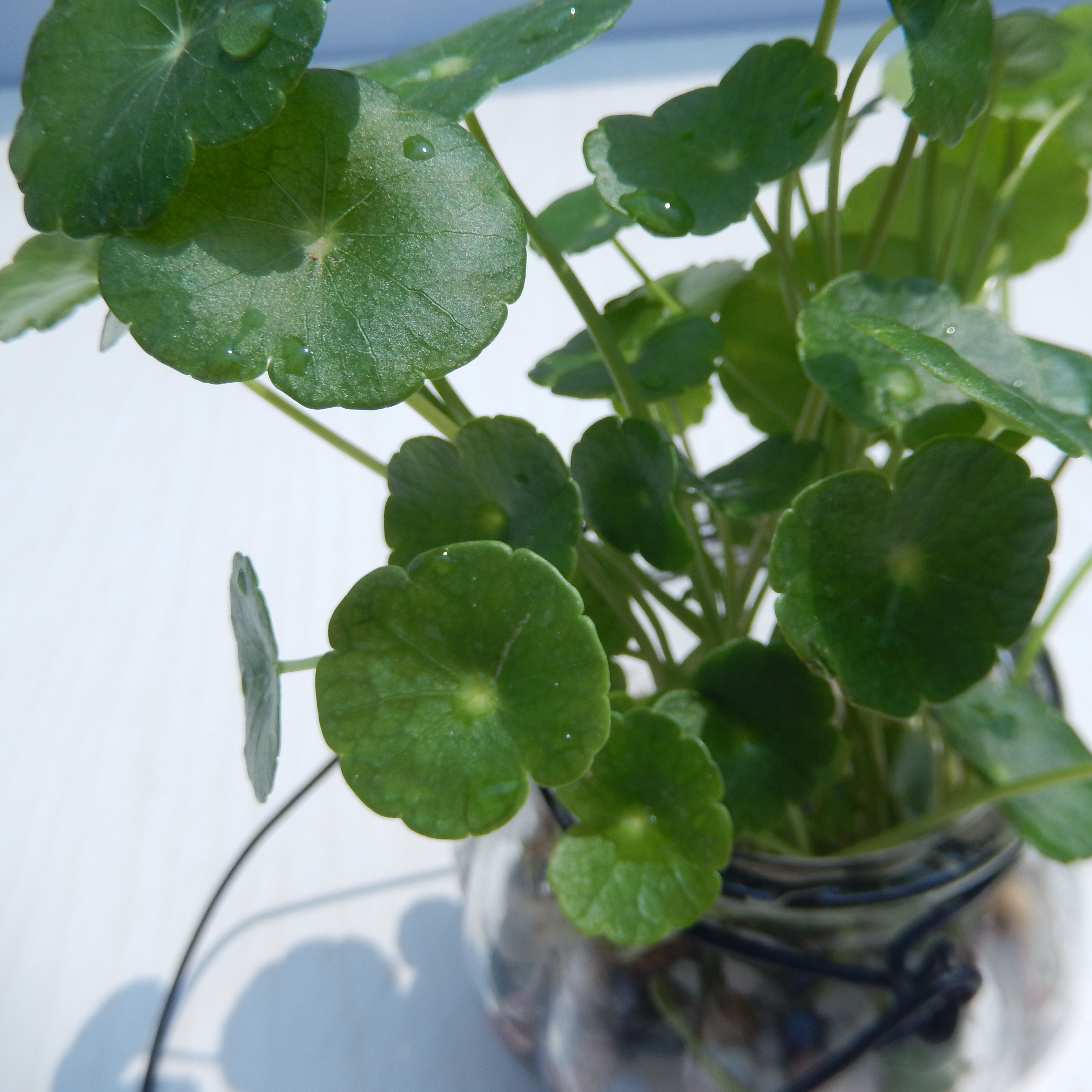 属蛇幸运植物花草图片,65属蛇的好运山水图片 铜钱草盆栽套餐花卉室内植物开运金钱草土培水养植物花卉绿植包邮