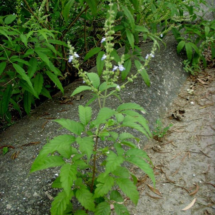 黄荆种子五指风白芥子白芥种葶苈子葶苈种子骨脂故脂子补骨脂种子