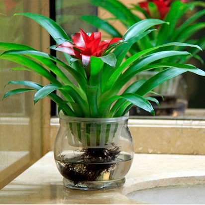 凤梨]空气凤梨怎么养评测 空气凤梨怎么繁殖图