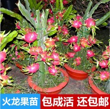 当年结果 包邮 红心火龙果树苗 红肉火龙果苗盆栽南北方种植果树苗