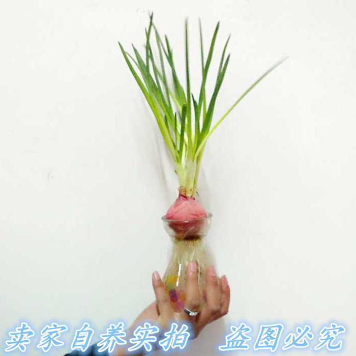 包邮奇趣水培植物洋葱玻璃瓶水晶泥套装 办公室内绿植物盆栽盆景