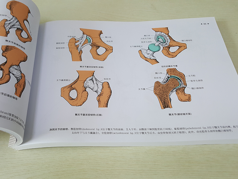 运动解剖学图谱修订第3版 肌肉塑造教程全书 人民体育健身书籍 健美