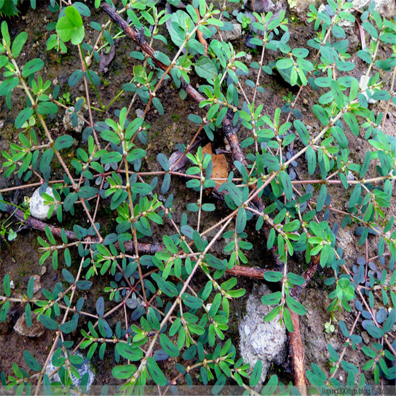 种苗野生地锦草种子血见愁奶汁草红莲草小红筋草莲子草奶浆草种子