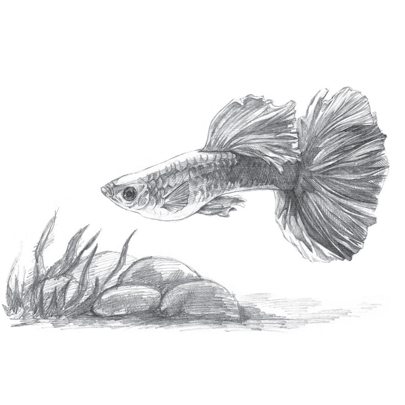 素描铅笔画 昆虫水族篇画蚂蚁蜜蜂金鱼等画法 手绘新生从入门到精通