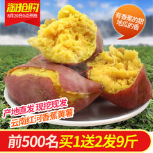 新鲜蔬菜地瓜番薯山芋 云南红河香蕉黄薯3斤装 买1送2发9斤