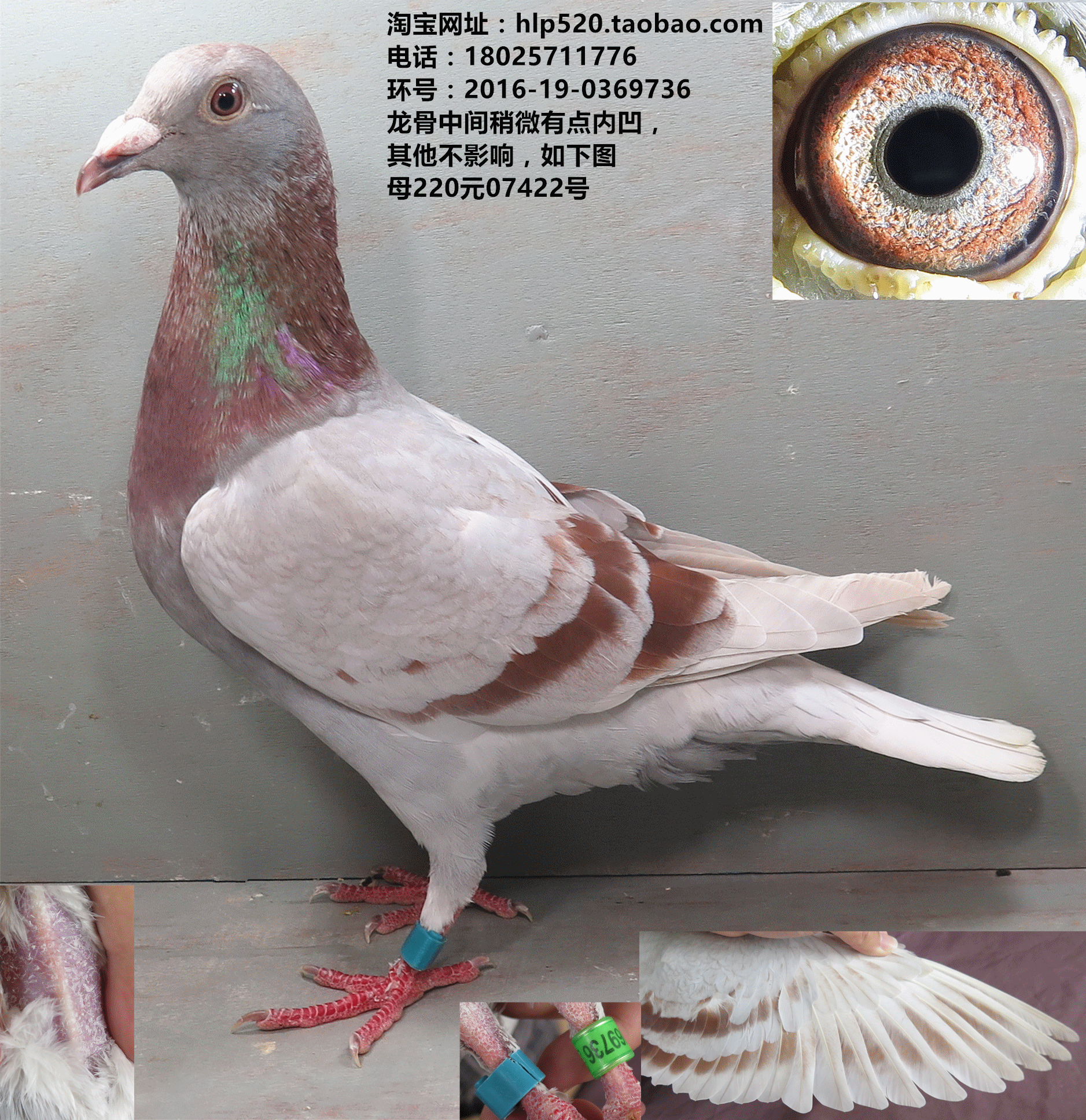 母信鸽,红二线网鸽,鸽子,天落鸽,台鸽,赛鸽,种鸽,活鸟