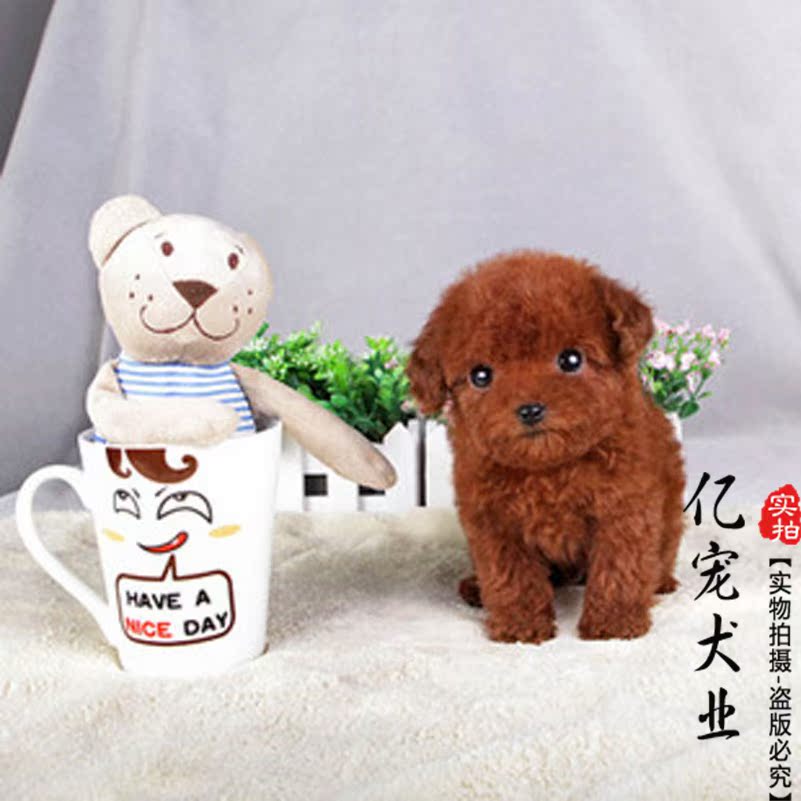 健康泰迪贵宾幼犬 茶杯狗小型犬杯子狗 宠物狗狗活体袖珍犬玩赏犬
