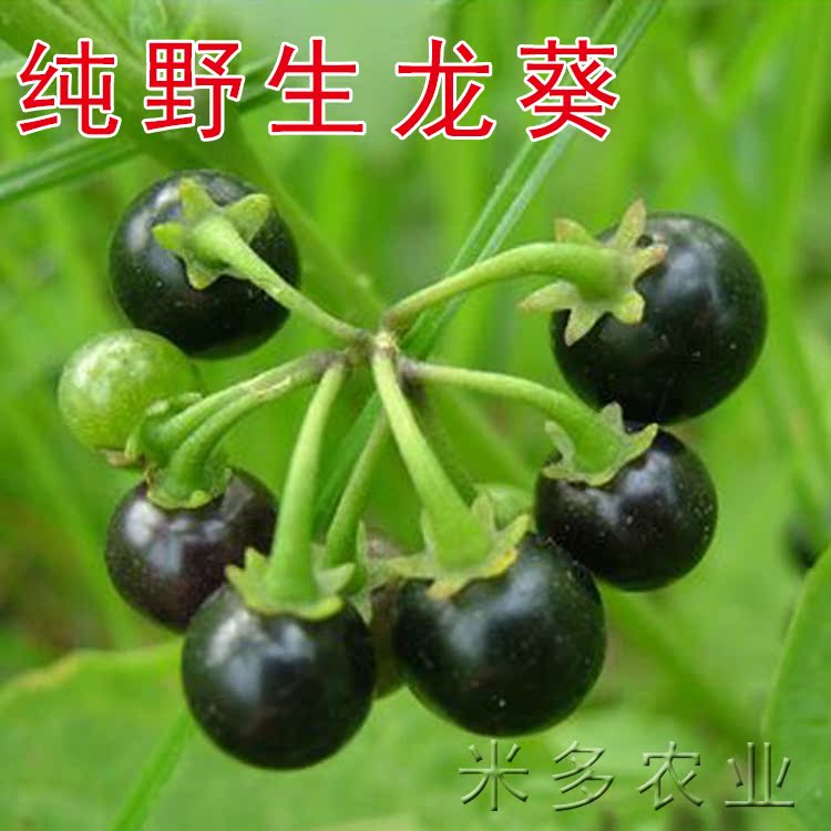 蔬菜种子 野生黑悠悠种子  野生龙葵种子 小燕悠 种子 阳台盆栽
