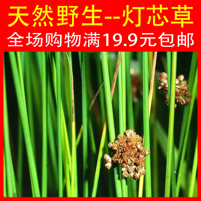 农家自采 野生灯心草 灯芯草 龙须草 宁心安神促睡 鲜品500g