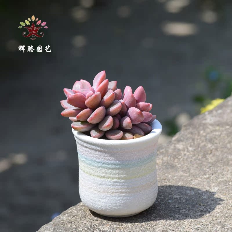 紫心 小群生 紫色系多肉植物室内绿植盆栽 多肉组合盆景 辉腾园艺