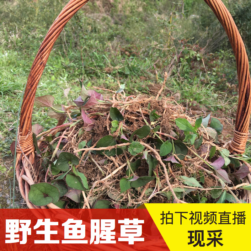 鱼腥草 现挖野生新鲜折耳根侧耳根节节根狗点耳猪鼻孔 野菜有干苗