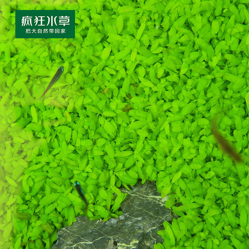 疯狂水草种子鱼缸造景水族箱装饰前景草迷你小对叶草坪活体真水草