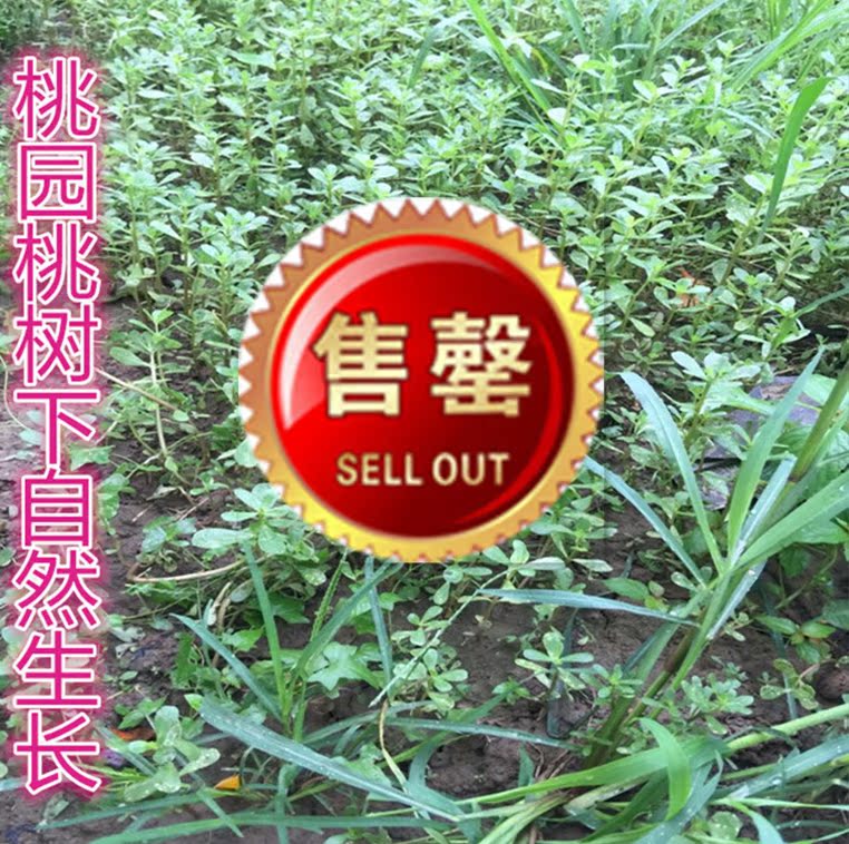 平谷大桃桃园生长野菜马齿菜、长寿菜、五行草、绿色无污染无公害