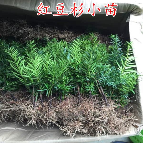 红豆杉绿植盆栽