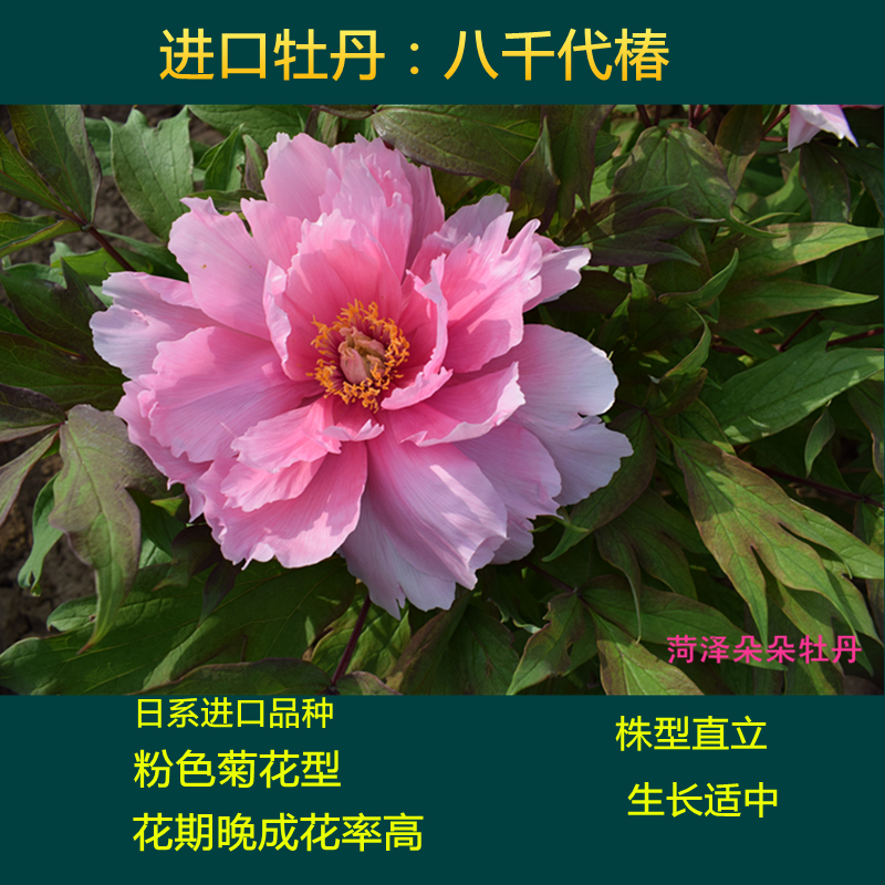 预售八千代椿菏泽牡丹精品进口牡丹庭院阳台植物花卉正品秋季发货