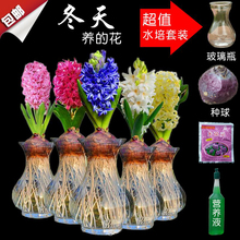 包邮 百合郁金香花卉植物水仙花室内盆栽香雪兰 风信子种球水培套装