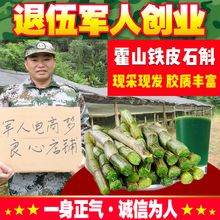 霍山铁皮石斛鲜条500g三年生石斛新鲜仿野生铁皮枫斗
