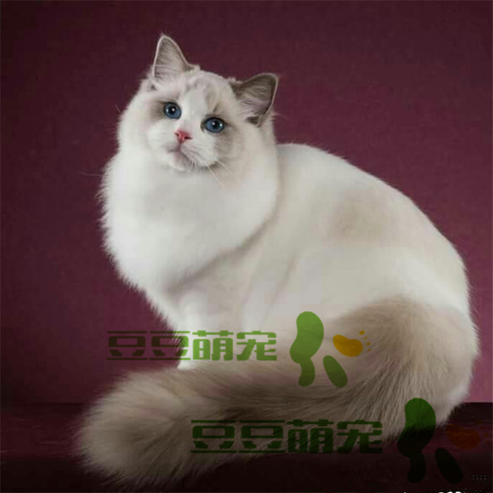 布偶猫咪活体纯种海豹双色海双布偶蓝色眼睛纯种宠物猫咪 包健康