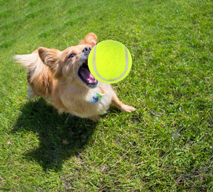 狗狗磨牙玩具 宠物猫狗训练洁齿 贵宾泰迪实心橡胶弹力鸡蛋耐咬球