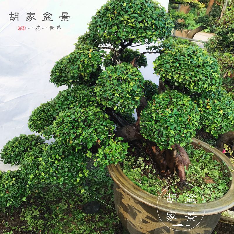 造型桂花 桂花树桩 桂花盆景 桂花树盆栽 沉香桂树桩 别墅造景
