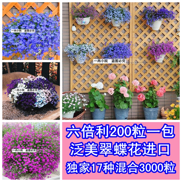 进口四季播种子六倍利/半边莲赛船系列多色入翠蝶花种子蓝色200粒