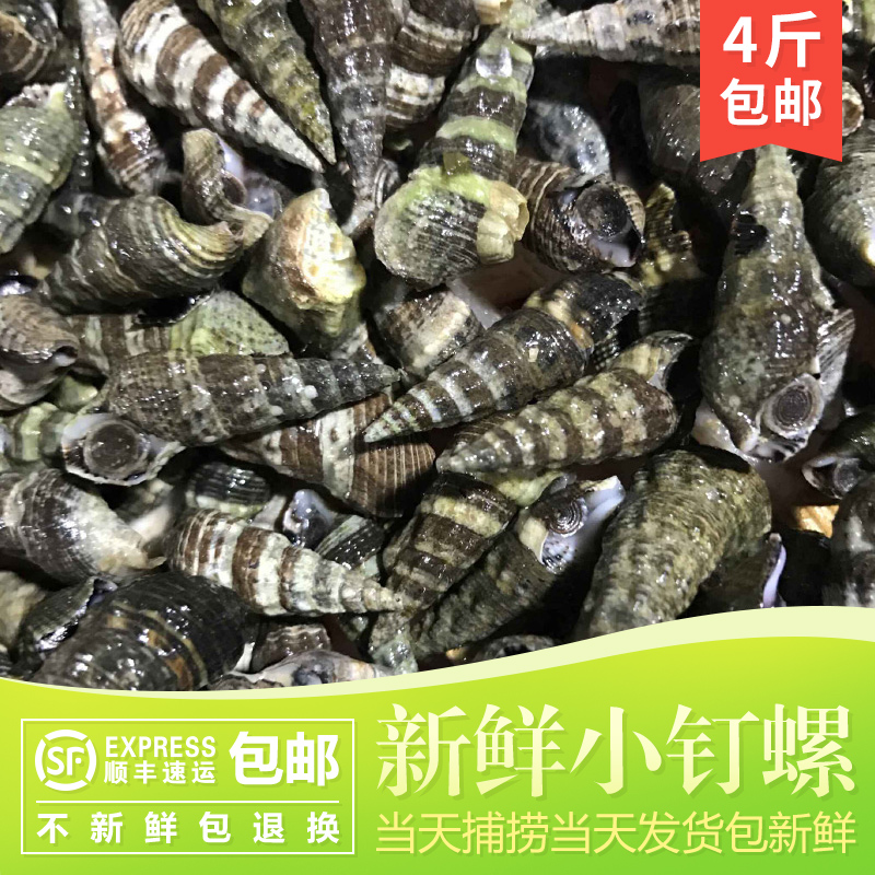 东海野生小钉螺新鲜海螺象山特产海鲜水产鲜活500克一份