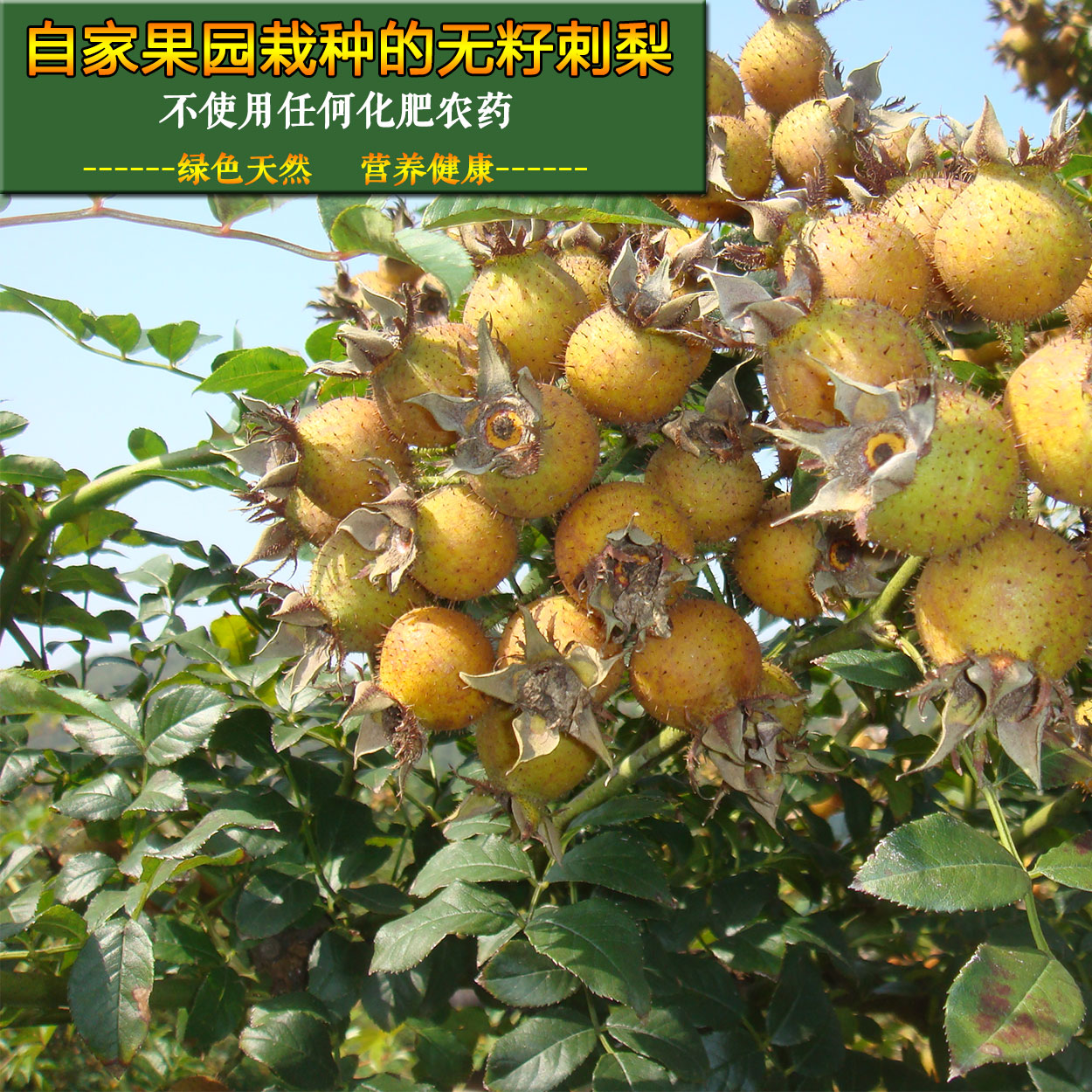 贵州天然野生新鲜刺梨子刺梨果含丰富维生素1500g装包邮