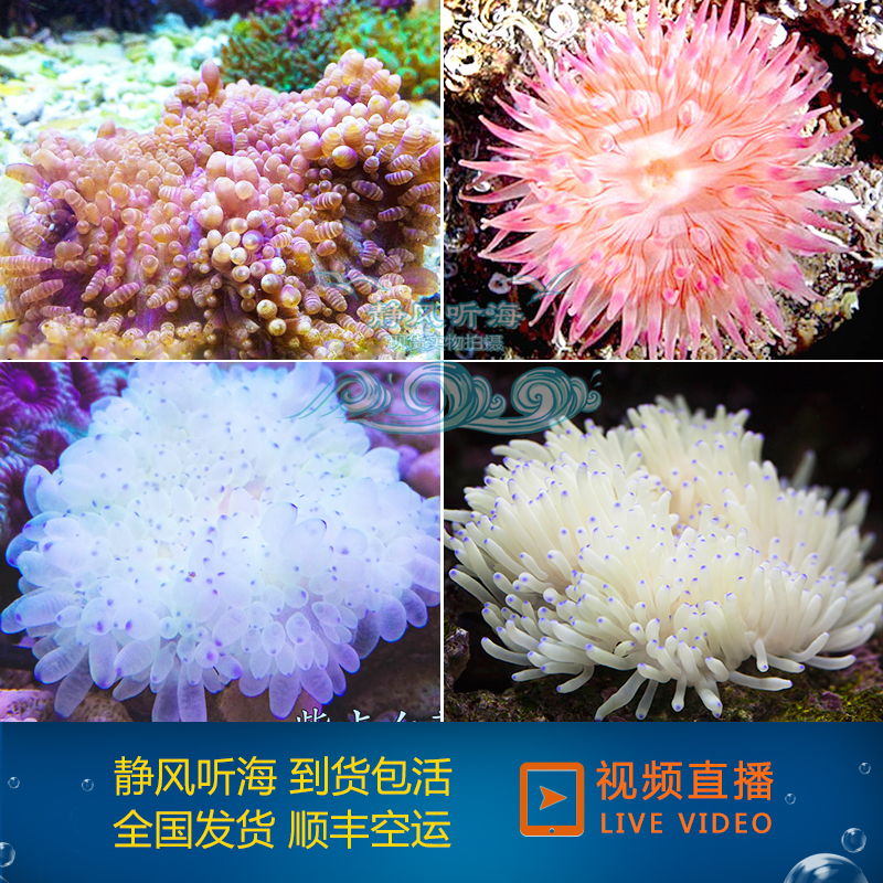 紫点白葵 樱花葵 小丑葵 海葵类 小丑爱钻 活体海水生物 必拍包装