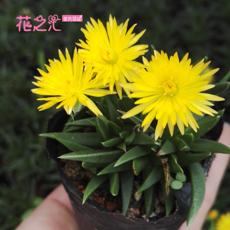 花之汇 黄花照波 多肉 多肉植物 萌植宠 小清新可爱 经常开花特价