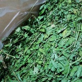 包邮17年烘干苜蓿草紫花苜蓿草龙猫牧草荷兰猪豚鼠牧草干草饲料