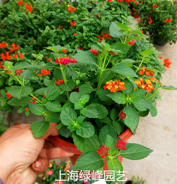 进口植物盆栽五色梅花苗 花卉绿植盆栽五色梅 花期长耐寒可庭外种