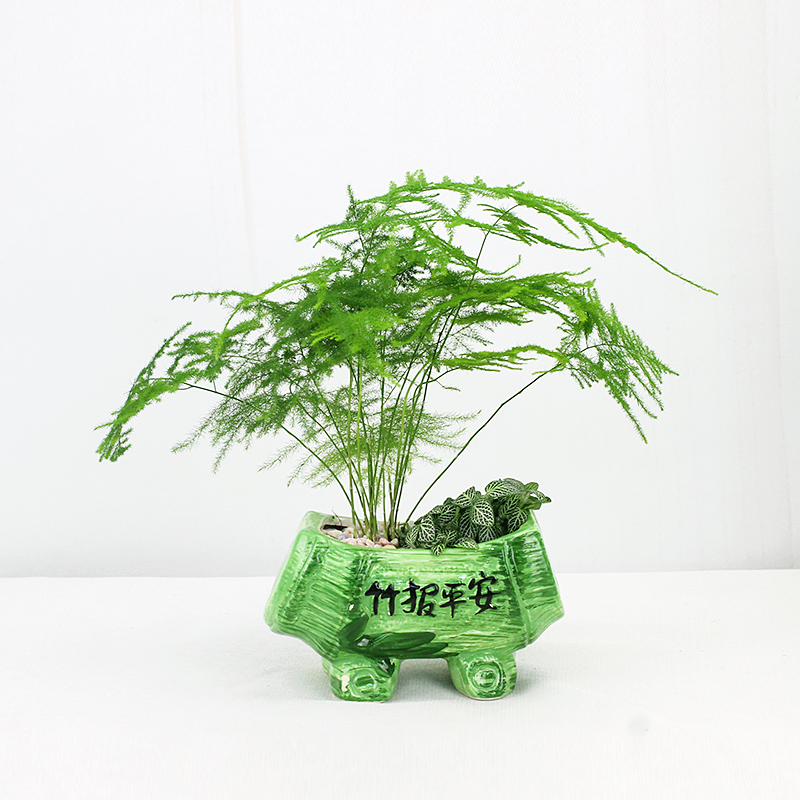 发财树罗汉松网纹草组合盆栽植物室内盆景绿色植物办公室内小盆栽