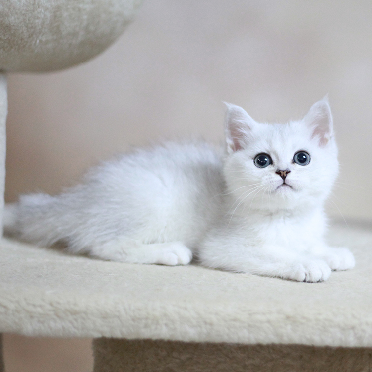 家养纯种英短银渐层 英国短毛猫白猫 可爱萌宠 幼猫宠物猫咪活体