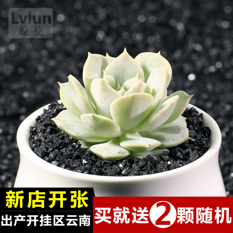 绿伦园艺云南多肉植物盆栽多肉组合绿植办公盆栽盆景芬达露娜包邮
