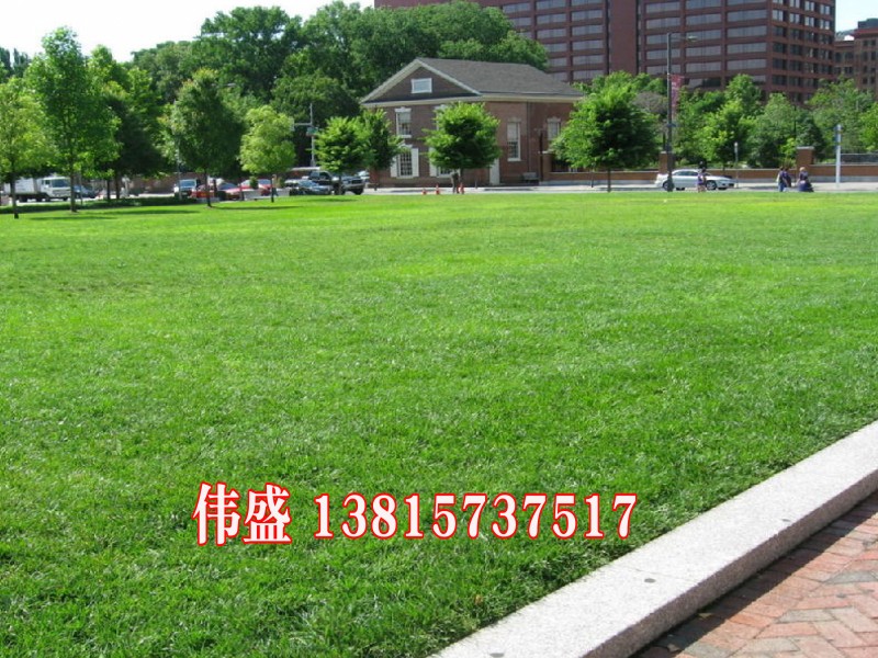 草坪 牧草 美国四季青 耐寒庭院别墅耐践踏绿化护坡不修剪