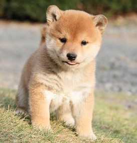 纯种秋田犬幼犬狗狗出售活体宠物狗日本秋田狗柴犬忠犬八公土狗