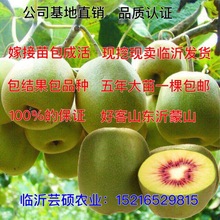 包邮 猕猴桃苗树苗红心黄心庭院植物南方北方嫁接猕猴桃苗果树苗