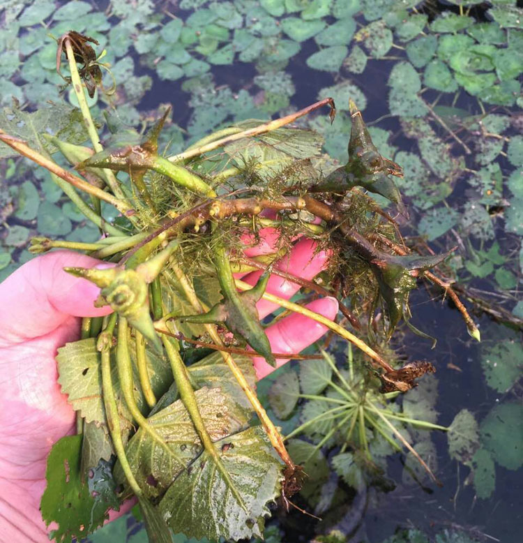 野生菱壳包邮 洪泽湖野生四角菱角干货16年新鲜红菱角