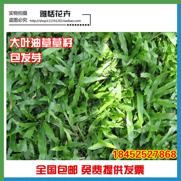 草坪种子 地毯草种子 大叶油草种子 巴西地毯草 抗病抗旱固土护坡