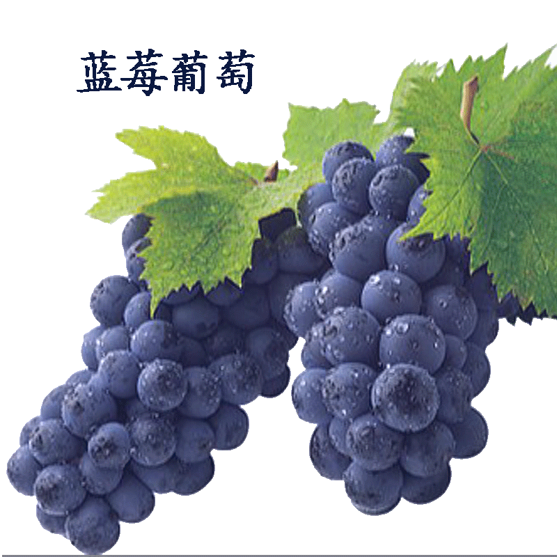 鲜满枝头葡萄新鲜 水果当季巨峰夏黑时令蓝莓葡萄鲜果