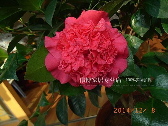 【绯爪芙蓉茶花苗】精品茶花花苗 山茶花花卉 四季花卉盆栽绿植