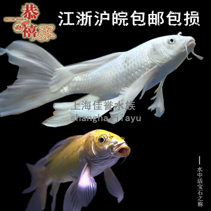 查看淘宝龙凤锦鲤鱼观赏鱼纯种白金龙凤锦鲤冷水鱼风水鱼黄金龙凤活体
